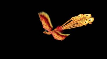 金凤凰神鸟飞行黑屏抠像后期特效视频素材