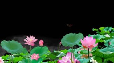 荷花塘池塘粉色荷花荷叶透明通道黑屏抠像特效视频素材