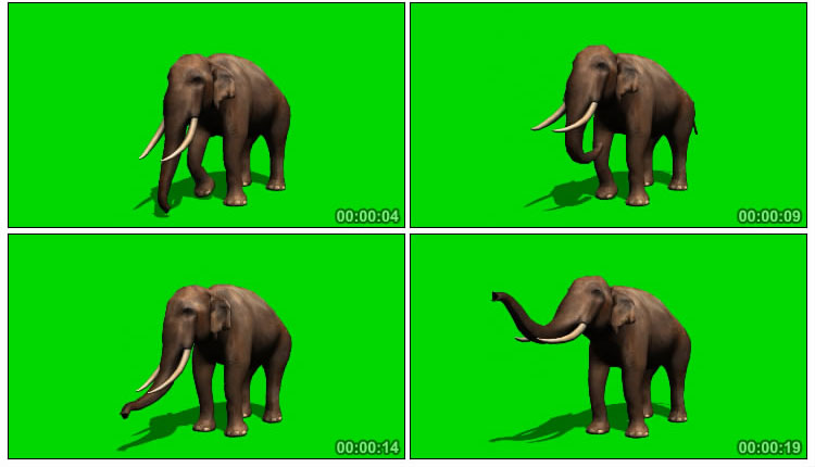 非洲大象站立绿幕抠图后期特效视频素材