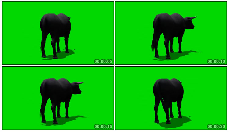 公牛黑牛屁股背影角度绿幕抠像后期特效视频素材