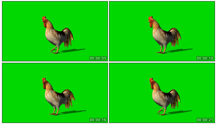 公鸡站立姿态绿屏抠像后期特效视频素材