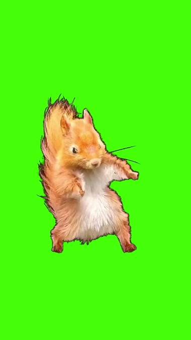 小松鼠摇头摆尾跳舞欠揍模样绿屏抠像后期特效视频素材