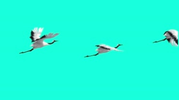 仙鹤白鹤飞鸟飞行后期特效视频素材