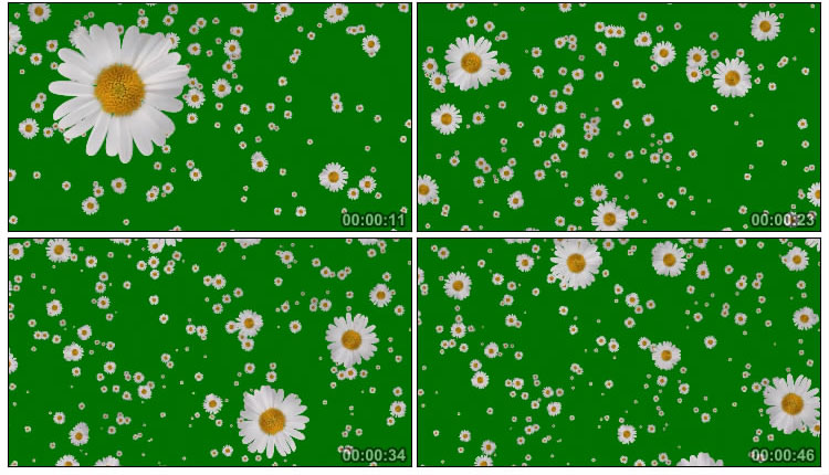 白色小花朵空中飘落绿屏抠像后期特效视频素材