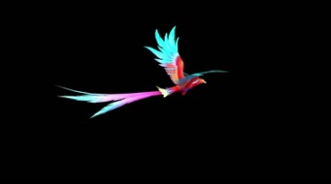 彩色飞鸟神鸟黑屏抠像后期特效视频素材