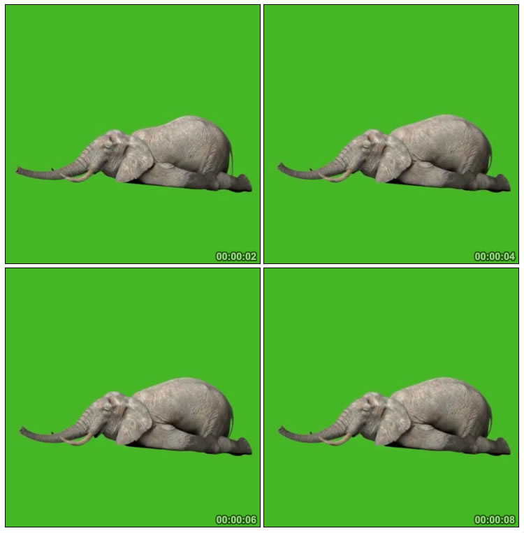大象趴着睡觉绿屏抠像后期特效视频素材