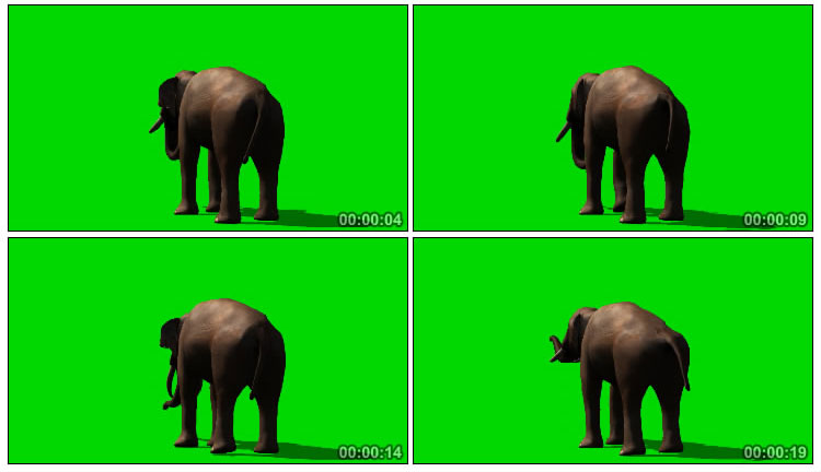 大象背影后背绿屏抠像后期特效视频素材