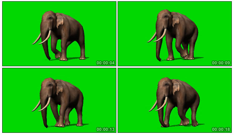 大象散步行走绿布抠像后期特效视频素材