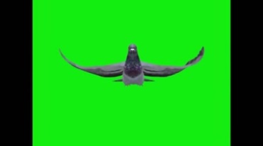 鸽子飞行特写绿幕特效视频素材