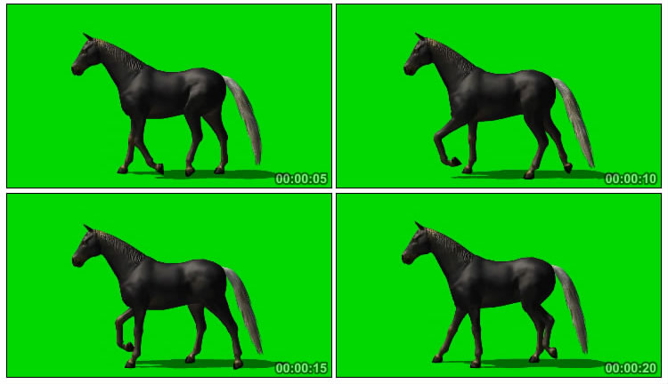 黑马慢慢散步侧面角度绿幕抠像后期特效视频素材