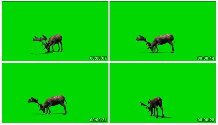 梅花鹿觅食绿屏抠像后期特效视频素材