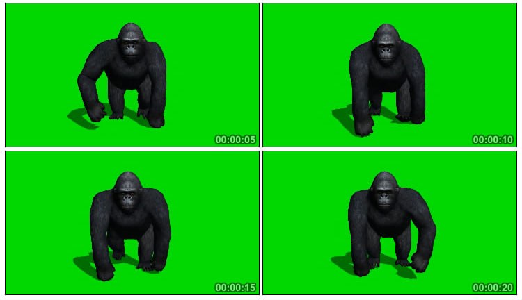 金刚黑猩猩大猩猩爬行绿屏抠图后期特效视频素材