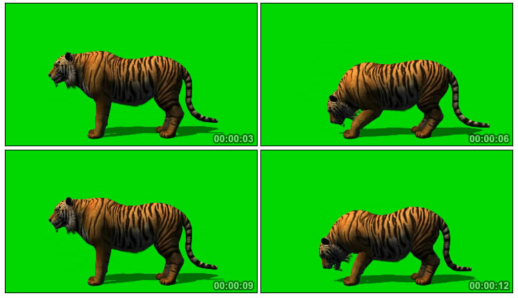 老虎吃东西绿屏抠像后期特效视频素材