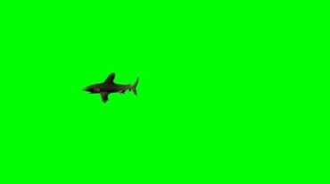 鲨鱼游弋绿幕后期特效视频素材