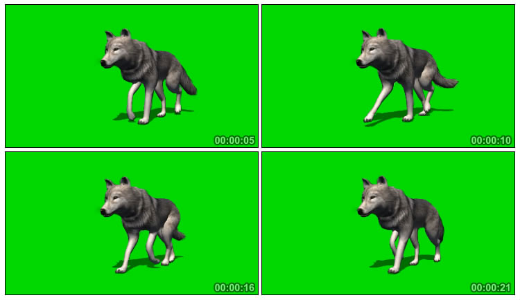 独狼孤狼走路绿屏抠像后期特效视频素材