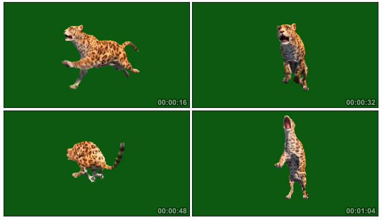 美洲豹花豹猎豹奔跑扑杀动作绿屏抠像后期特效视频素材