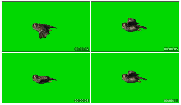 猫头鹰空中飞行绿屏抠像后期特效视频素材
