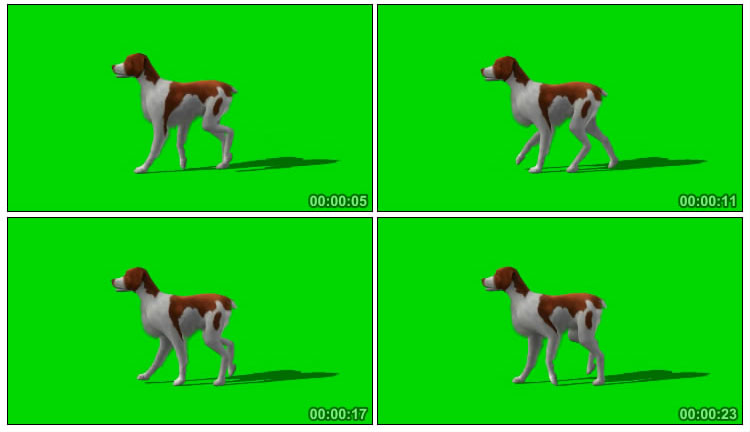 宠物狗狗走路姿态绿屏抠图后期特效视频素材