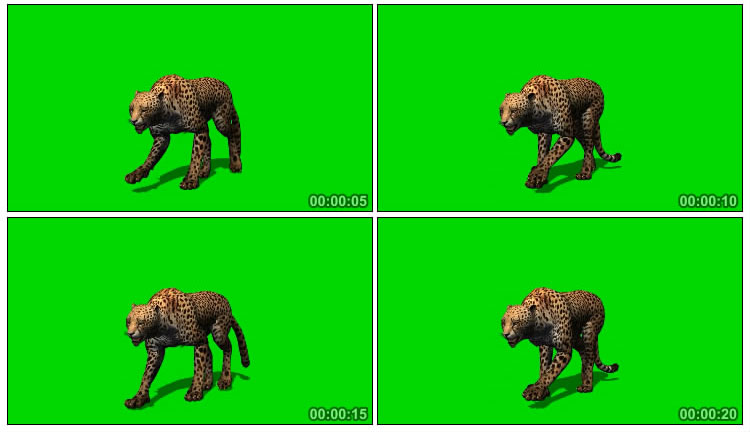 美洲豹猎豹花豹绿屏抠像后期特效视频素材