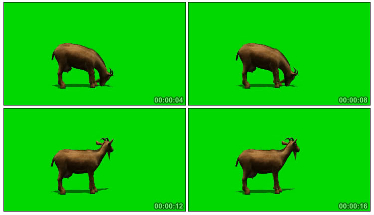 山羊绿屏特效视频素材
