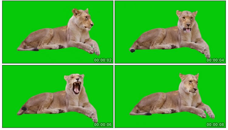狮子雄狮卧地打哈欠绿屏抠像后期特效视频素材
