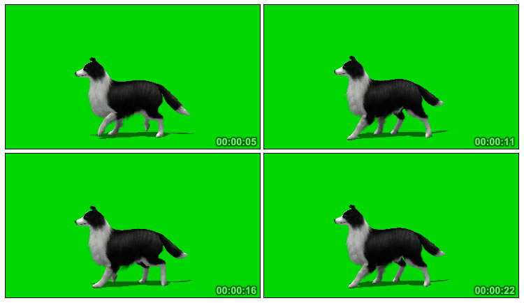 边境牧羊犬散步身姿绿屏抠图后期特效视频素材