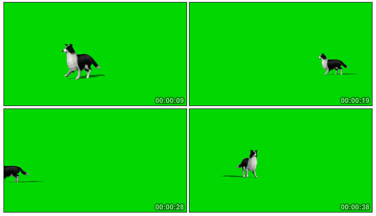 边境牧羊犬优美步伐绿屏抠像后期特效视频素材