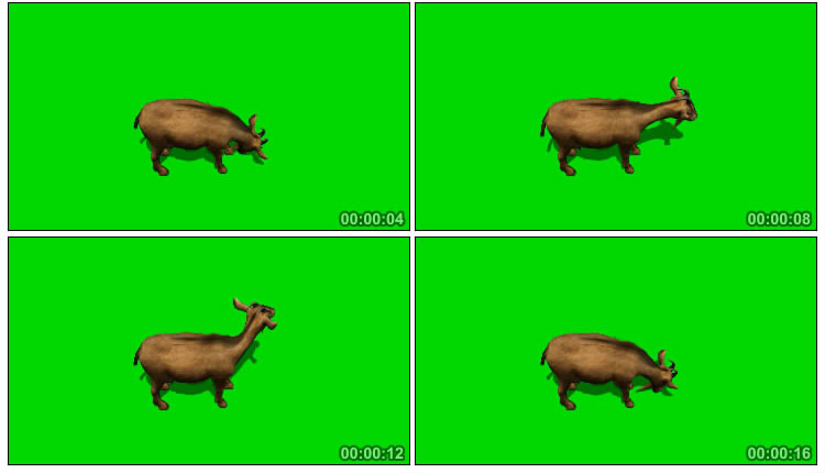 山羊低头吃草俯拍绿屏抠图后期特效视频素材