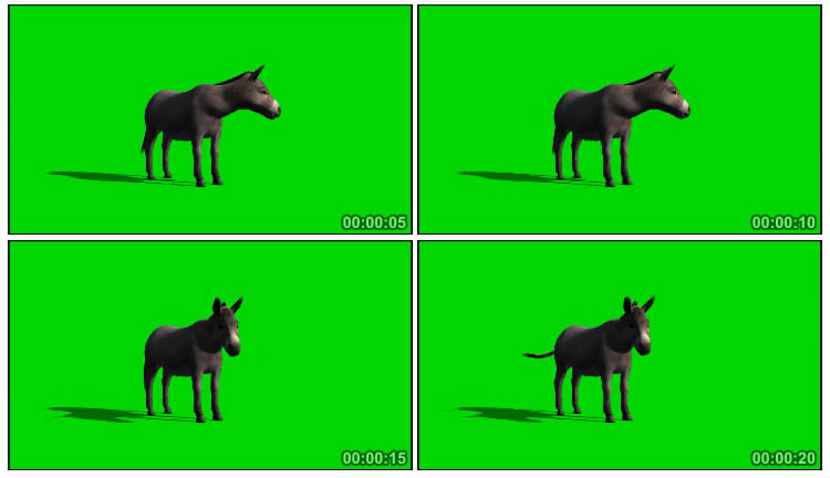 小毛驴笨驴绿屏抠像后期特效视频素材