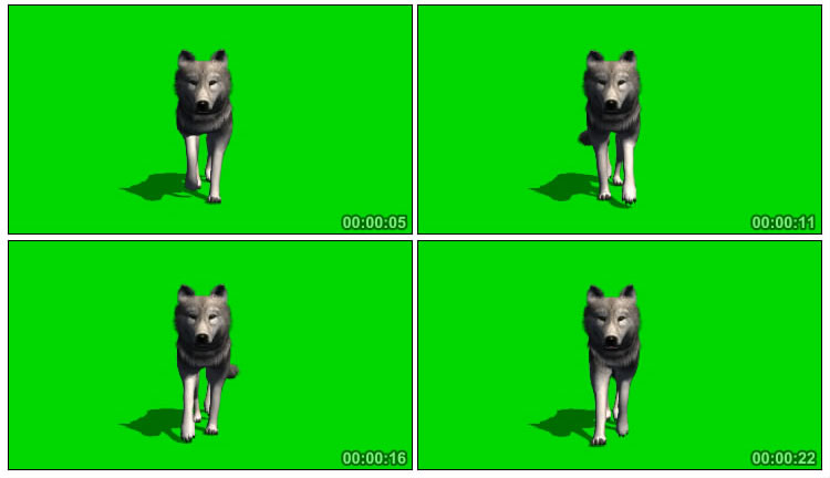 独狼孤狼行走正面照绿屏抠图后期特效视频素材
