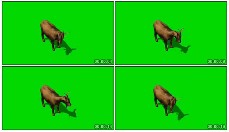 山羊俯拍角度绿屏抠像后期特效视频素材