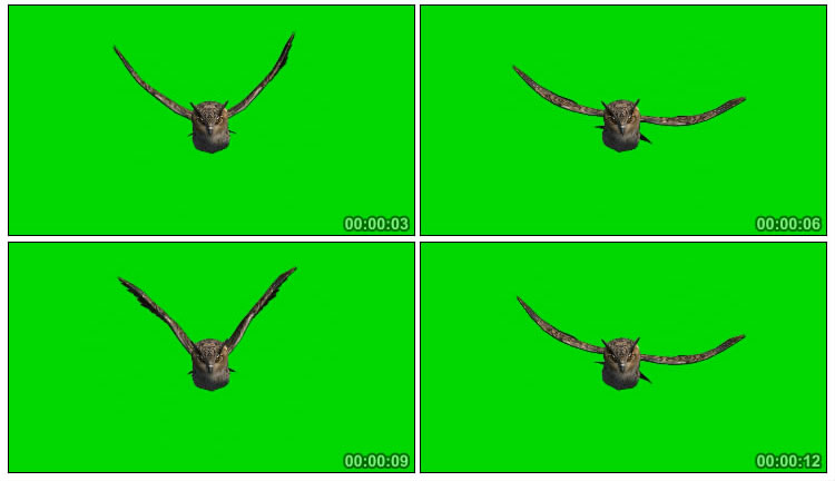 猫头鹰张开翅膀飞翔绿屏抠像后期特效视频素材