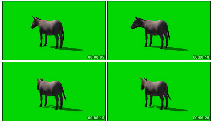 毛驴背影后背绿屏抠像后期特效视频素材
