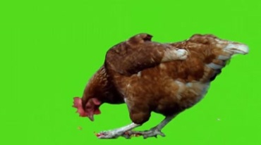 母鸡觅食特写绿屏抠图后期特效视频素材