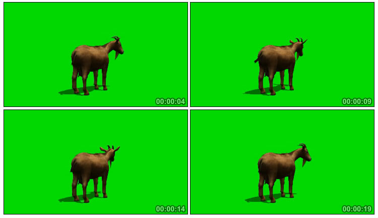 山羊背影绿屏后期特效视频素材