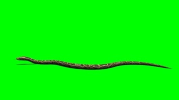 蛇爬行侧面角度摄像绿屏抠像后期特效视频素材