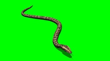 毒蛇S形游动爬行绿屏抠像后期特效视频素材