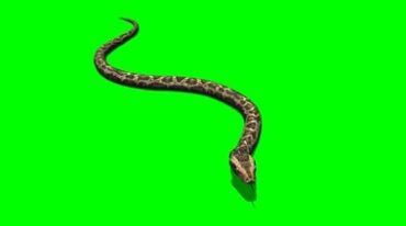 毒蛇S形游动爬行绿屏抠像后期特效视频素材