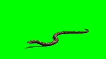 毒蛇扭动身体爬行游动绿屏抠像后期特效视频素材