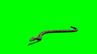 毒蛇扭动身体爬行游动绿屏抠像后期特效视频素材