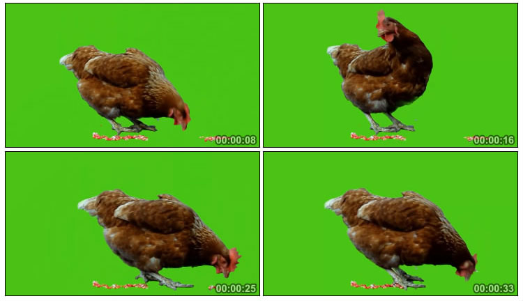 母鸡吃食绿屏抠图后期特效视频素材