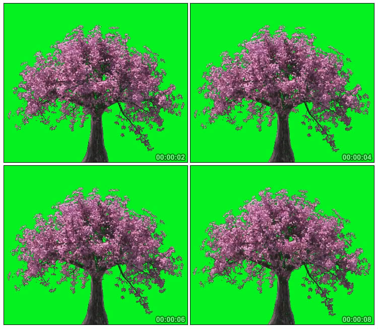 樱花树瞬间长成参天大树绿屏抠像后期特效视频素材