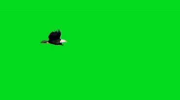 老鹰白头雕空中飞行姿态绿屏抠像后期特效视频素材