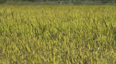 水稻枝叶上的露珠水珠饱满的颗粒丰收稻田视频素材
