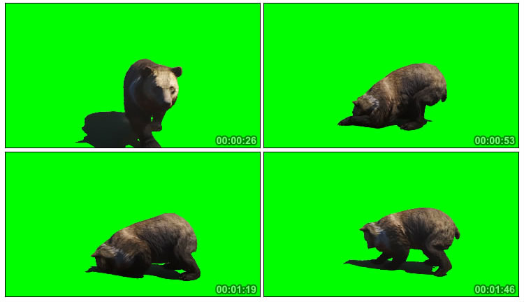 灰熊走路撕咬食物动作绿屏抠像后期特效视频素材