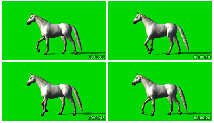 白马踱步优美姿态绿屏抠像后期特效视频素材