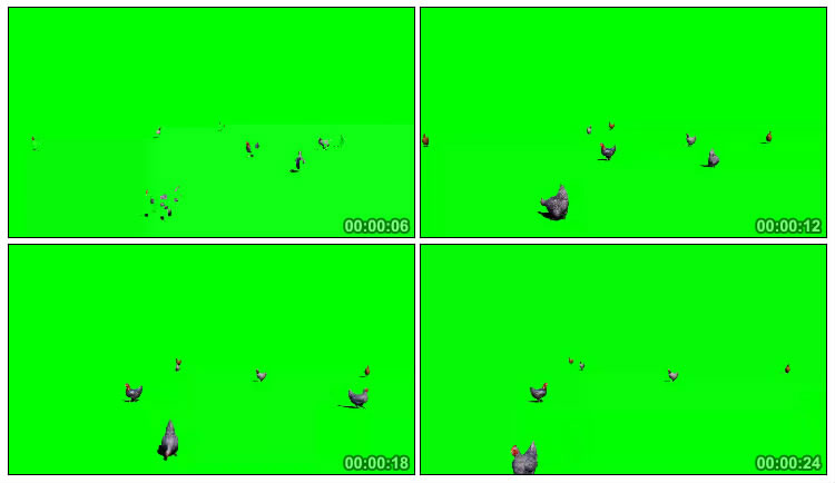 一群母鸡踱步觅食绿屏抠像后期特效视频素材