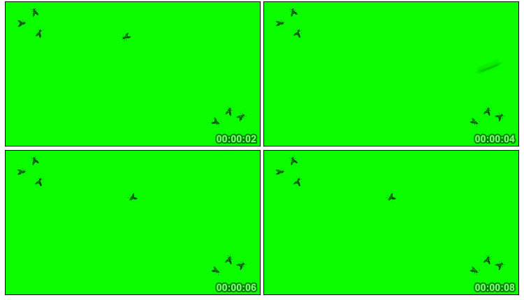 苍蝇爬行飞舞绿屏抠像后期特效视频素材