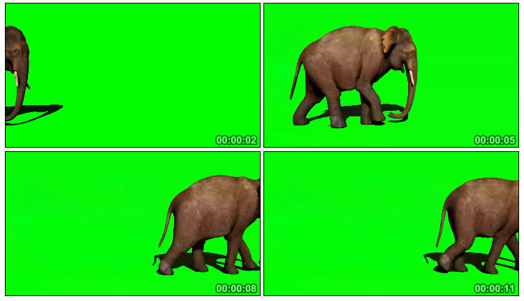 大象走过路过走路绿屏抠像后期特效视频素材
