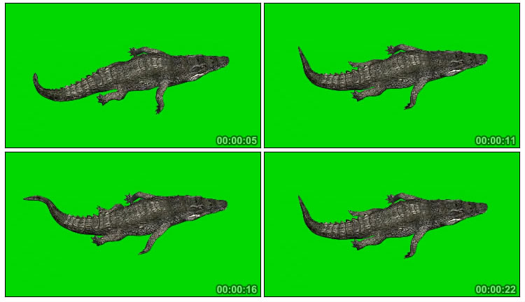 鳄鱼游动俯拍绿屏抠像后期特效视频素材